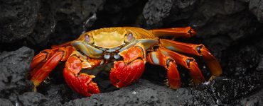 crustaces qui sont ces animaux branche arthropodes